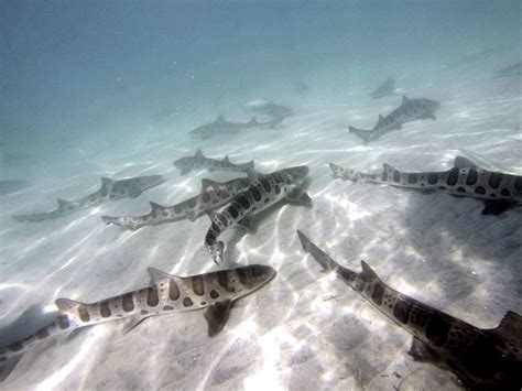 leopard shark snorkeling la jolla.